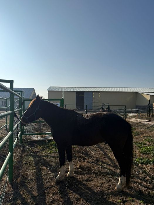 Мініс аттар сатылады