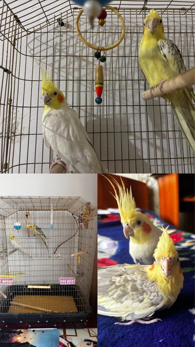 кореллы (2 мальчика) с клеткой