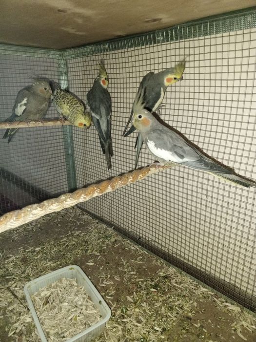 Карелла таййор пара