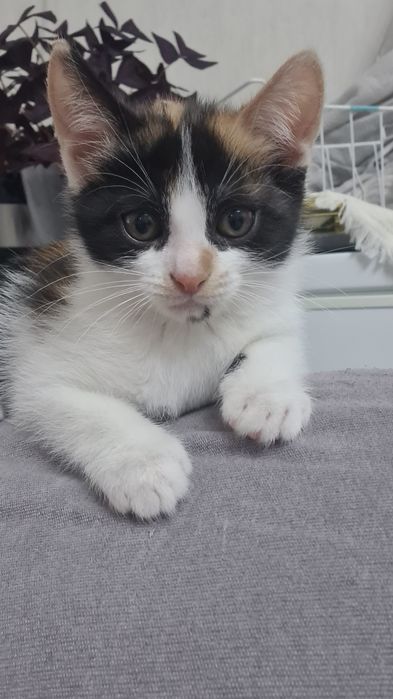 Ищем дом для котят