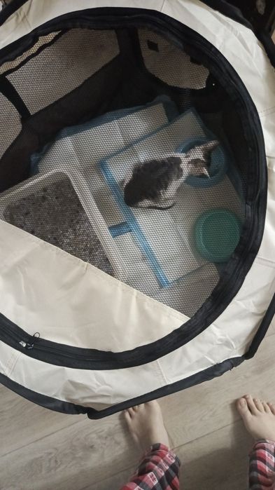 сфинкс девочка котёнок