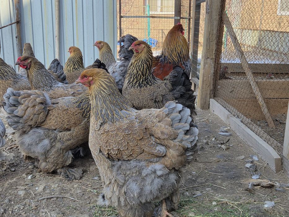 Инкубационные яйца