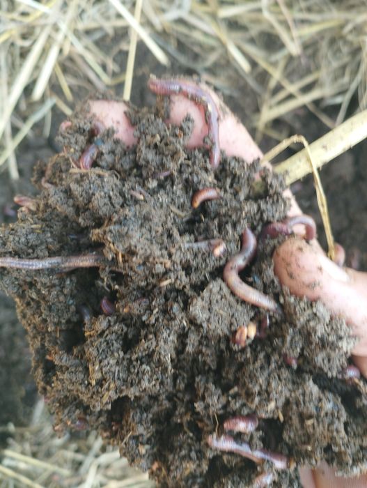 Тоза Калифорния е́мгир чувалчанглари