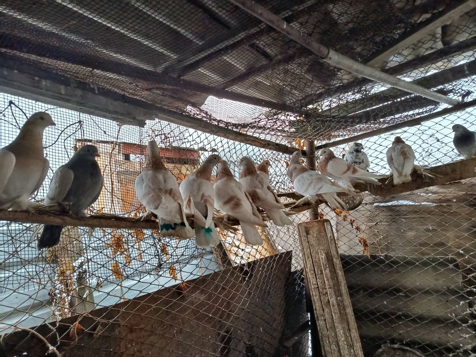 Продам голубей тасманы