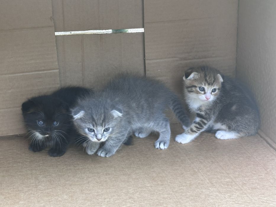 Котенок вислоухий мальчик, девочка цена договорная