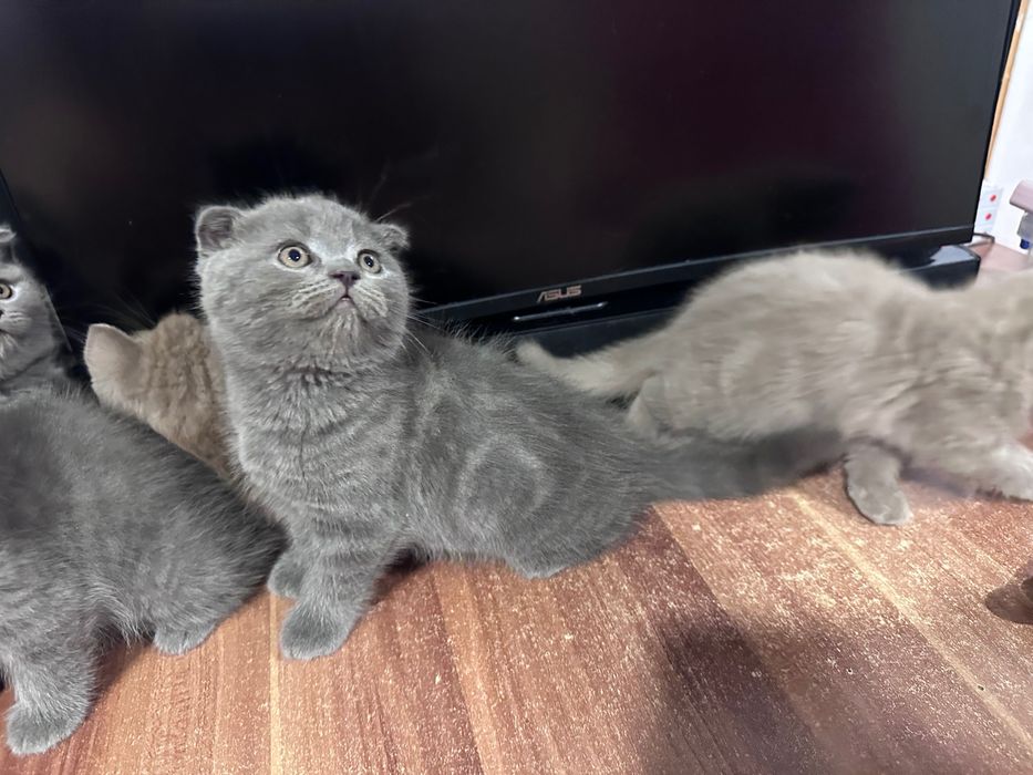 British shorthair