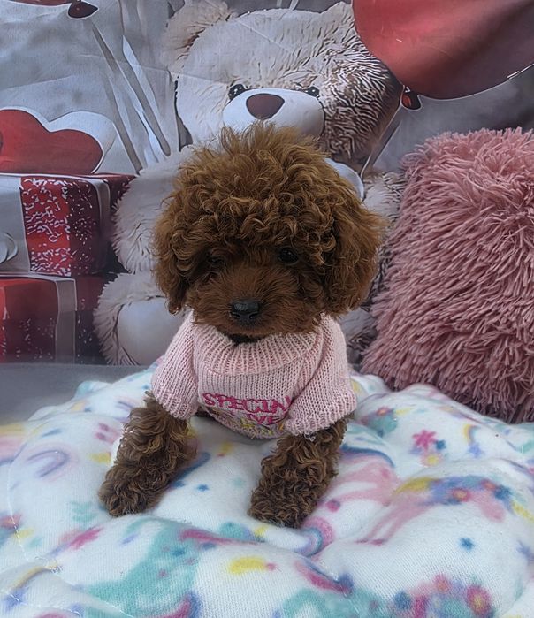 Пудел tea cup момиче с родословие