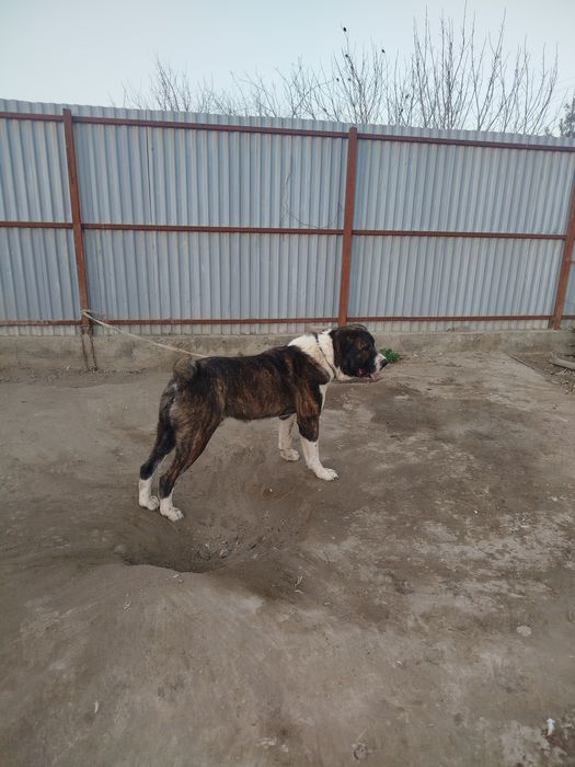 Alabay sotiladi Erkak