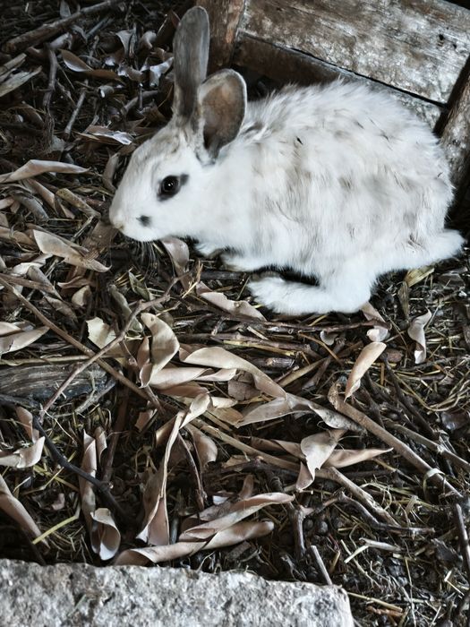Quyonlar katta kichiklari bor