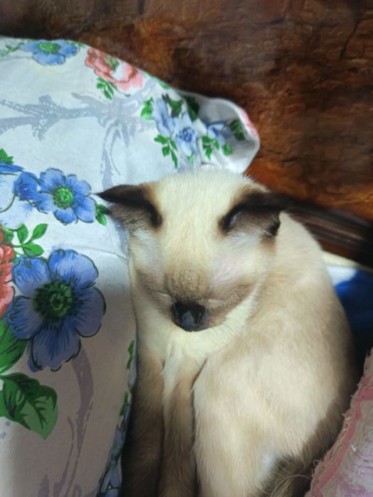 Продается котенок, кошка 3.5 месяца