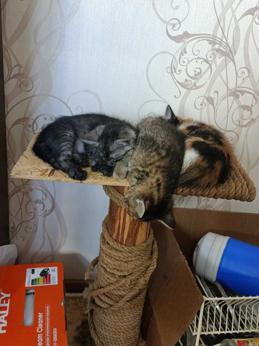 Котята бесплатно