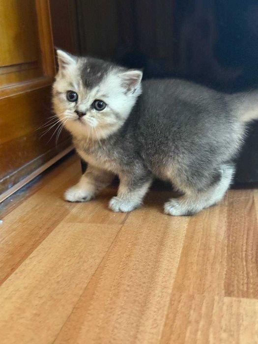 Shinshilla mushukchalar продаётся породистые котята