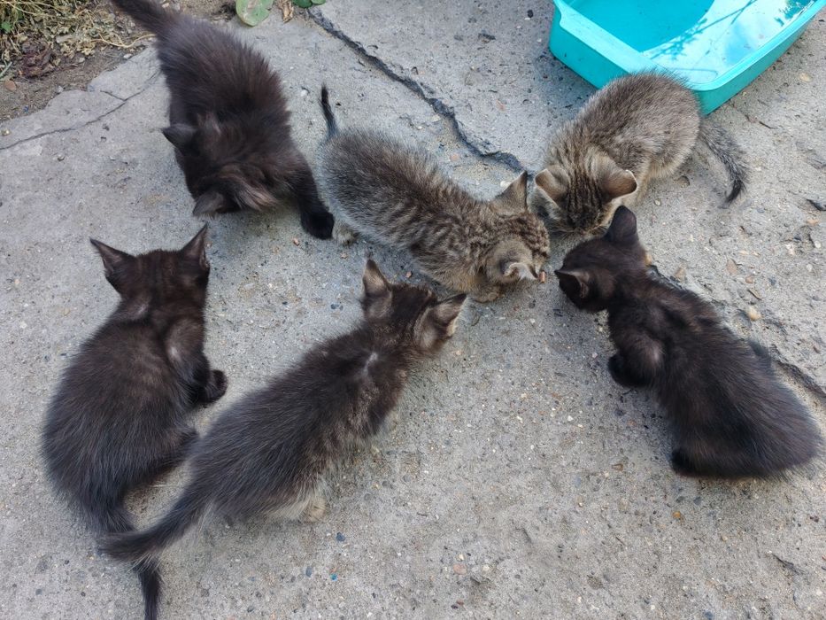 Отдам котят в хорошие руки