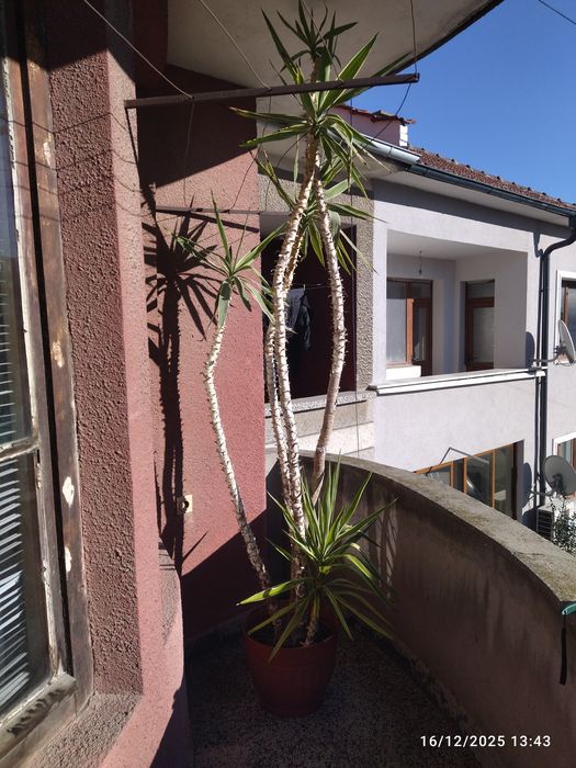 2 бр. ПАЛМИ Финикови