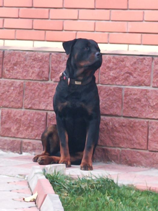 Вязка ротвейлер чистокровный