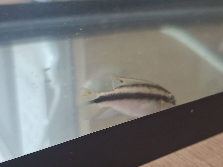 Пельвикахромис попугай 2шт