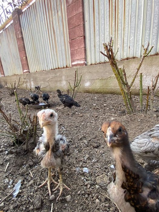 Продам цыплят дакан