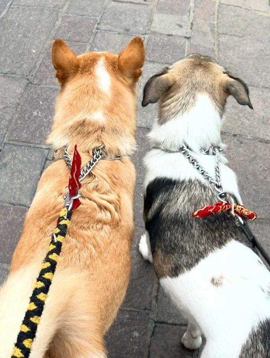 Wedding Dog Handler