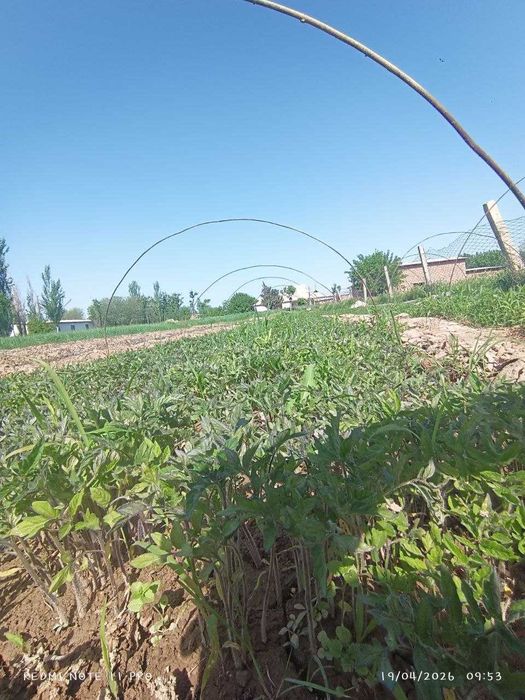 помидор кўчат (сифатли ва етказиш хизмати мавжуд)