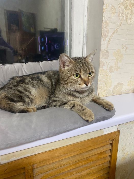 Нашлась домашняя кошка