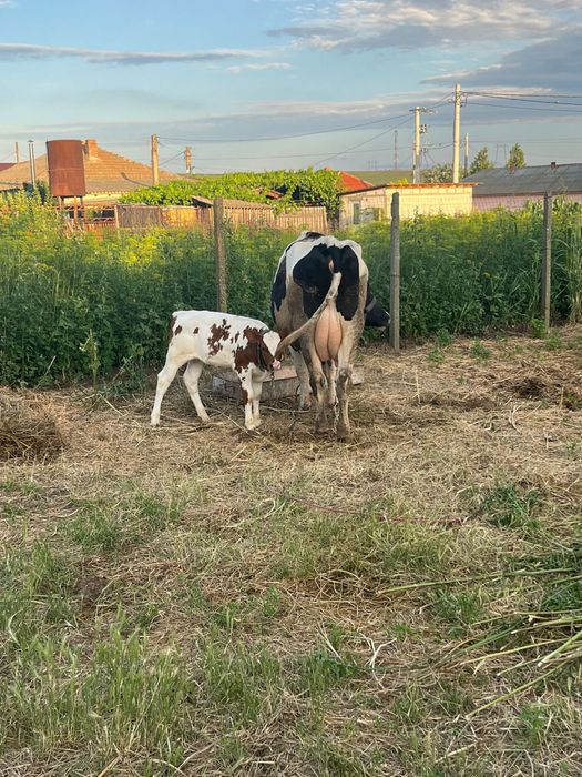 Vaca cu vitele de 3 luni