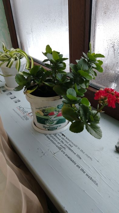 Комнатные цветы по 1.500