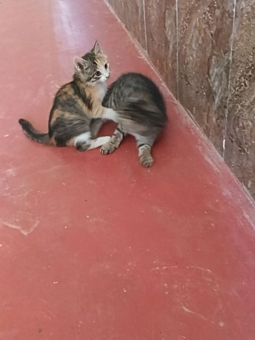 Отдам котят в хорошие руки
