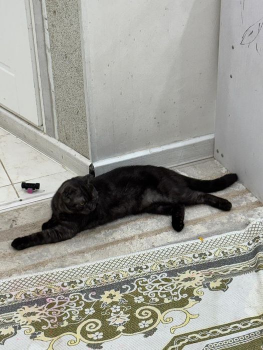 Шотландский котик