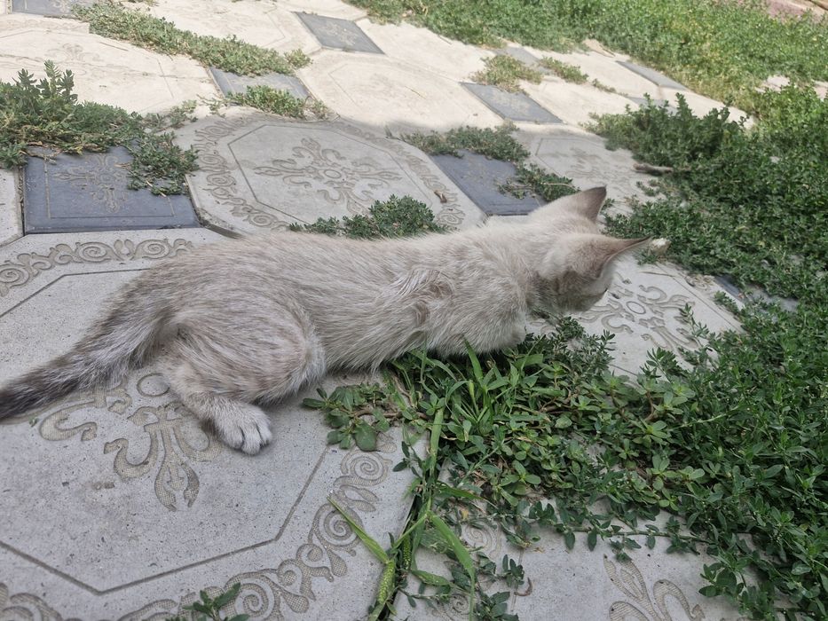 Отдам котят в добрые руки
