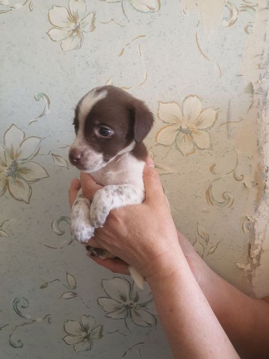 Домашние собачки