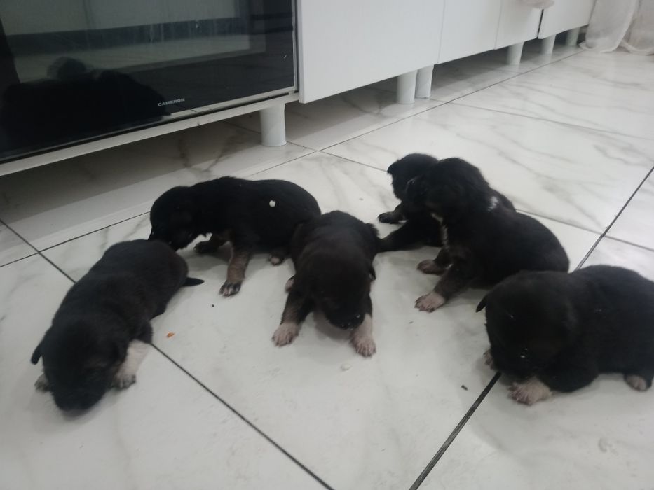 Отдам в хорошие руки