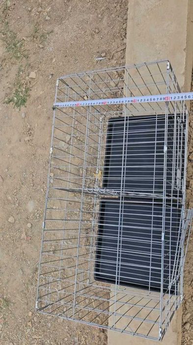 Голуби на выстовке