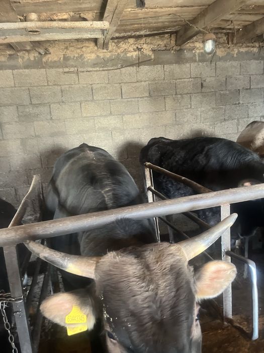 Уш жасар бука сатам