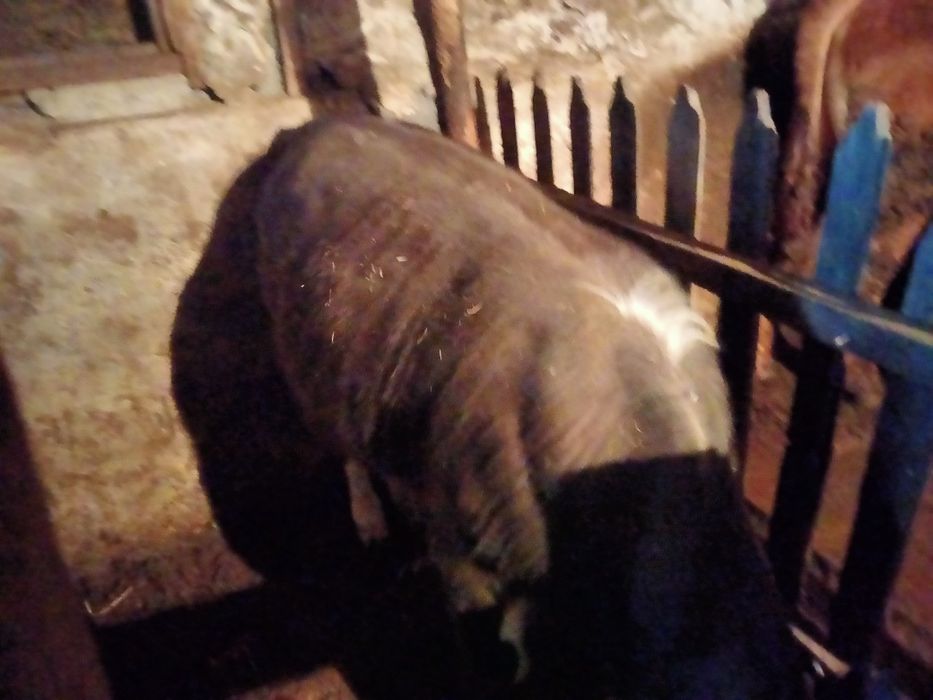 Продам бычков молодняк.