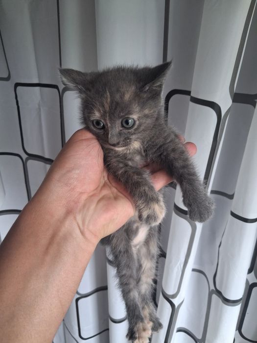 Котята девочки отдам