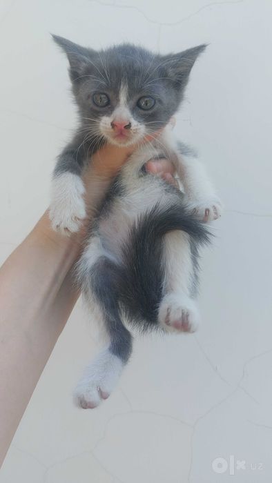 Отдам котят в хорошие руки
