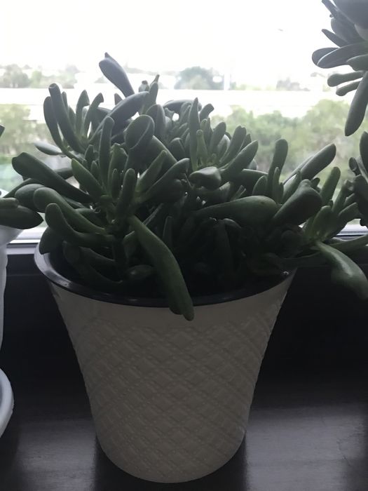 Цветы домашние