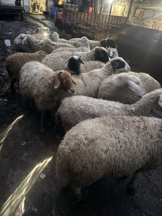 Продаваме овце дамазлък