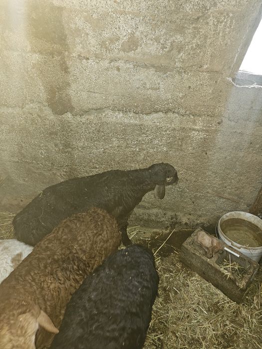 Продам ягнят гисаров
