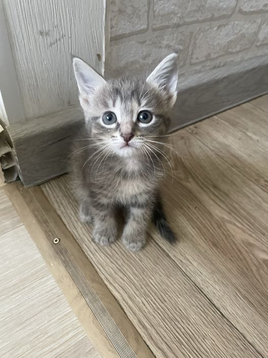 Отдам в добрые руки котят