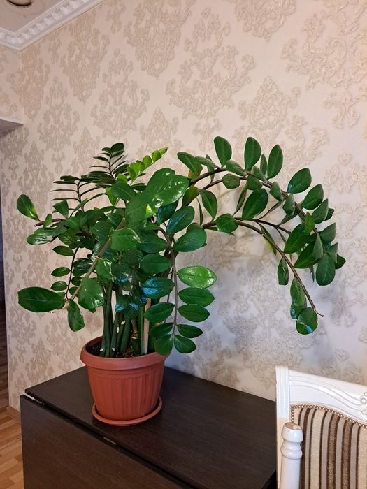 Үйге көрік берер гүл сатамын