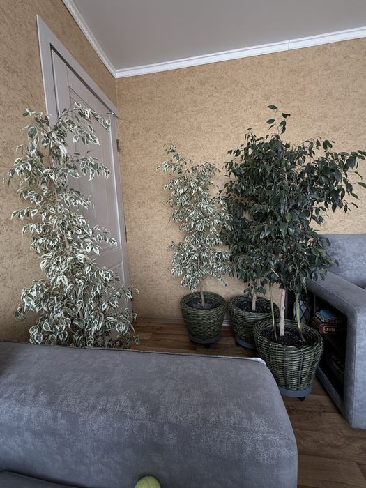 Фикусы Бенжамина.