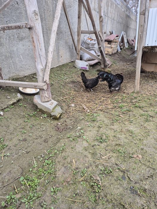 Тауық курица султанка