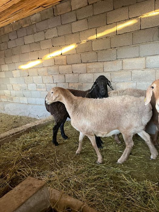 Арашан қойлар сатылады