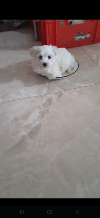 Catelus bichon maltez