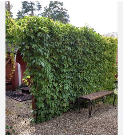 Девичий виноград фото и описание Девичий виноград фото и описание