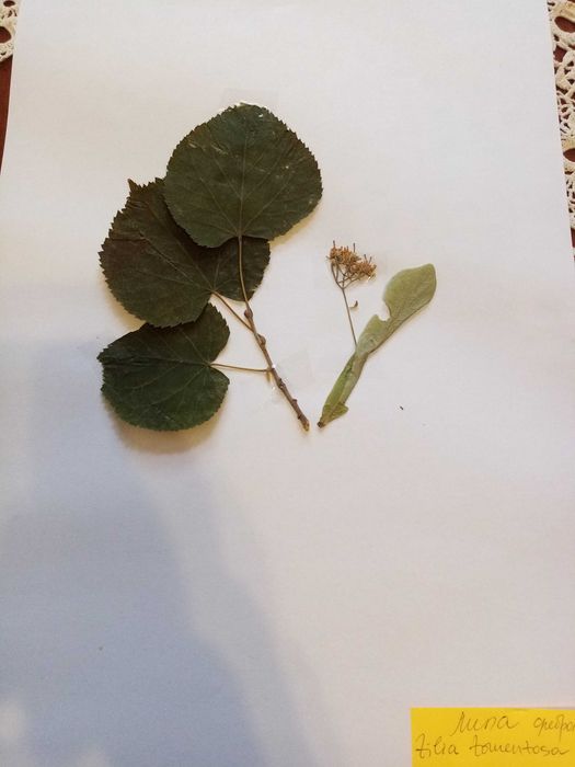 Хербарии студенти-Систематичен