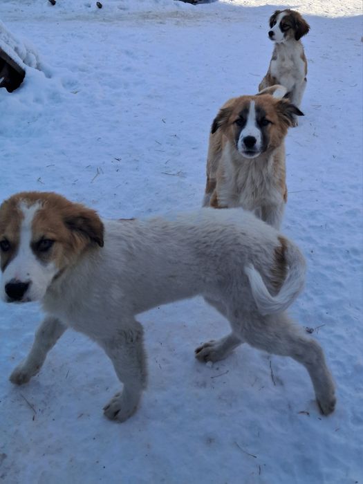 Отдам щенят в добрые руки