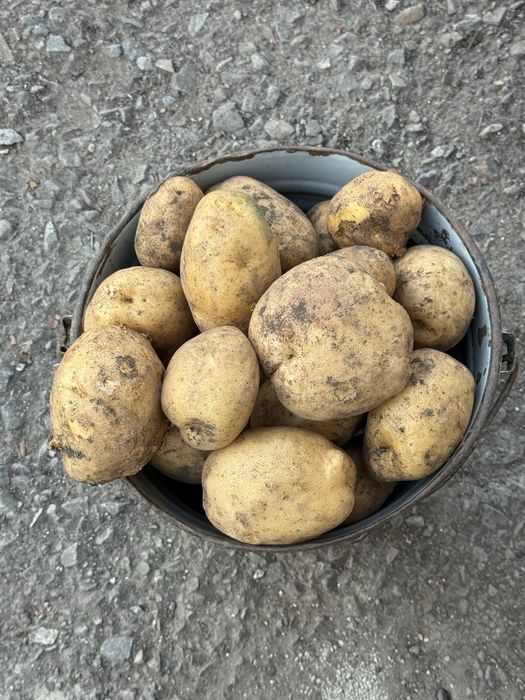 Продам картофель