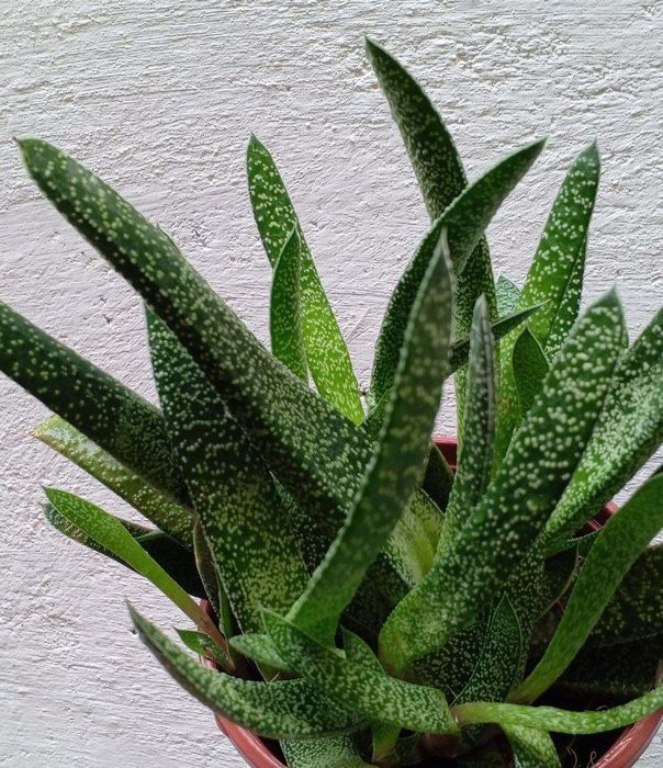 Гастерия (Gasteria). Экзотический суккулент. Цветы для дома